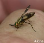 twin-lobed deerfly (Chrysops relictus)