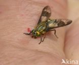 twin-lobed deerfly (Chrysops relictus)