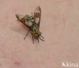 twin-lobed deerfly (Chrysops relictus)