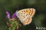 Bruine vuurvlinder (Lycaena tityrus)