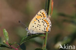 Bruine vuurvlinder (Lycaena tityrus)