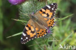 Distelvlinder (Vanessa cardui)