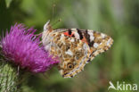 Distelvlinder (Vanessa cardui)