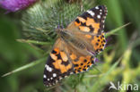 Distelvlinder (Vanessa cardui)