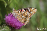 Painted Lady (Vanessa cardui)