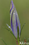 Gentiaanblauwtje (Maculinea alcon)