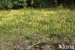 Stag s-horn Clubmoss (Lycopodium clavatum)