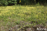 Grote wolfsklauw (Lycopodium clavatum)