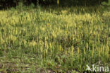 Grote wolfsklauw (Lycopodium clavatum)