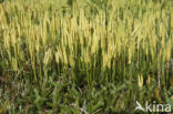 Stag s-horn Clubmoss (Lycopodium clavatum)