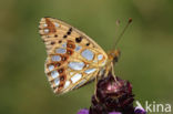 Queen of Spain Fritillary (Issoria lathonia)