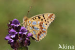 Queen of Spain Fritillary (Issoria lathonia)