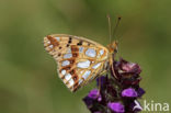 Queen of Spain Fritillary (Issoria lathonia)