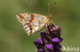 Queen of Spain Fritillary (Issoria lathonia)