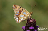 Queen of Spain Fritillary (Issoria lathonia)