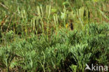 Kleine wolfsklauw (Diphasiastrum tristachyum)