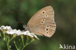 Ringlet (Aphantopus hyperantus)