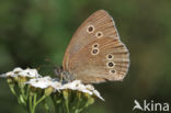 Ringlet (Aphantopus hyperantus)