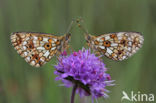 Small Pearl-Bordered Fritillary (Boloria selene)