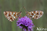 Small Pearl-Bordered Fritillary (Boloria selene)