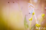 Common Blue (Polyommatus icarus)