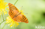 Silver-washed Fritillary (Argynnis paphia)