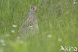 Ring-necked Pheasant (Phasianus colchicus)