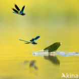 Weidebeekjuffer (Calopteryx splendens)