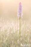 Gevlekte orchis (Dactylorhiza maculata)