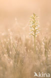 Lesser Butterfly-orchid (Platanthera bifolia)