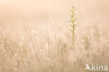 Lesser Butterfly-orchid (Platanthera bifolia)