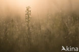 Lesser Butterfly-orchid (Platanthera bifolia)