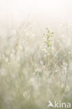 Lesser Butterfly-orchid (Platanthera bifolia)