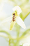 Lesser Butterfly-orchid (Platanthera bifolia)