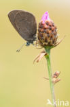 Donker pimpernelblauwtje (Maculinea nausithous)
