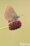 Dusky Large Blue (Maculinea nausithous)