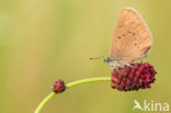 Donker pimpernelblauwtje (Maculinea nausithous)