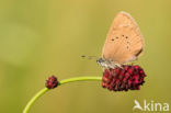 Dusky Large Blue (Maculinea nausithous)