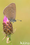 Dusky Large Blue (Maculinea nausithous)