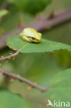 Europese boomkikker (Hyla arborea)