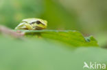 European Tree Frog (Hyla arborea)