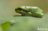 Europese boomkikker (Hyla arborea)