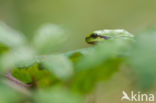 Europese boomkikker (Hyla arborea)