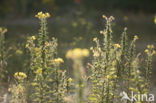 Grote teunisbloem (Oenothera erythrosepala)