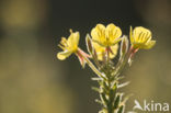 Grote teunisbloem (Oenothera erythrosepala)