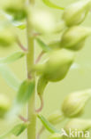 Broad-leaved Helleborine (Epipactis helleborine)