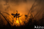 Bandheidelibel (Sympetrum pedemontanum)