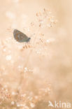 Common Blue (Polyommatus icarus)