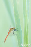 Eurasian red dragonfly (Sympetrum depressiusculum)