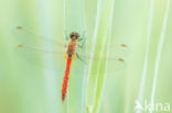 Eurasian red dragonfly (Sympetrum depressiusculum)